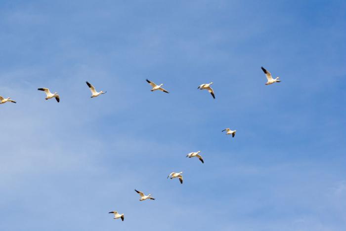 leader formation